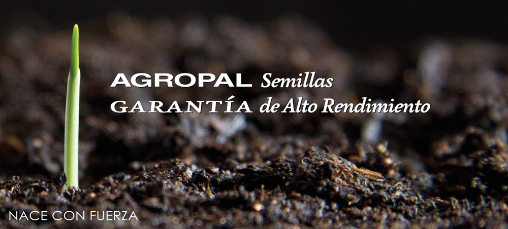 Las semillas de Agropal contribuyen a ahorrar en la dosis de siembra aumentando la producción