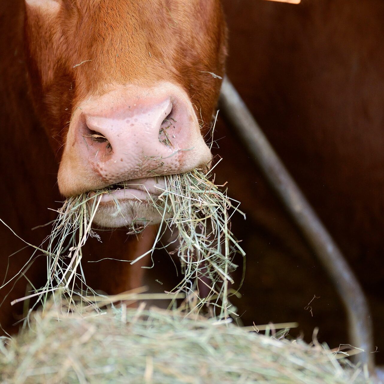 alfalfa beef 4960103 1920