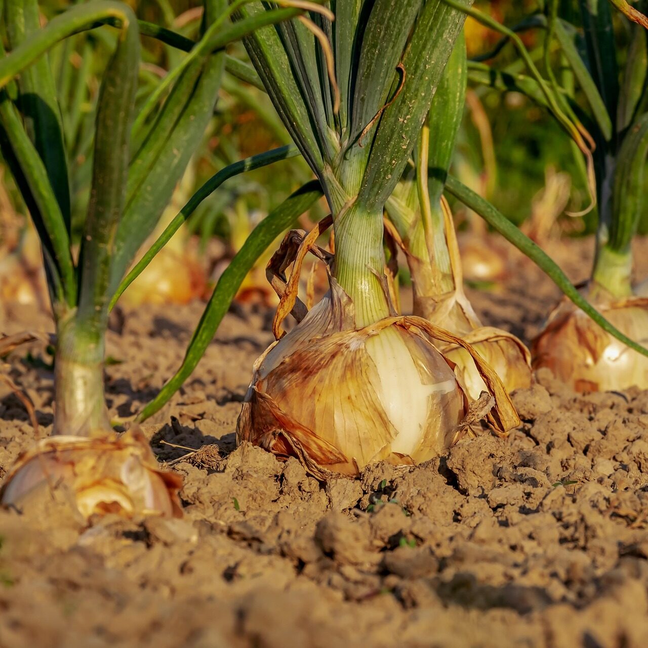 cebollas onion 3540502 1920