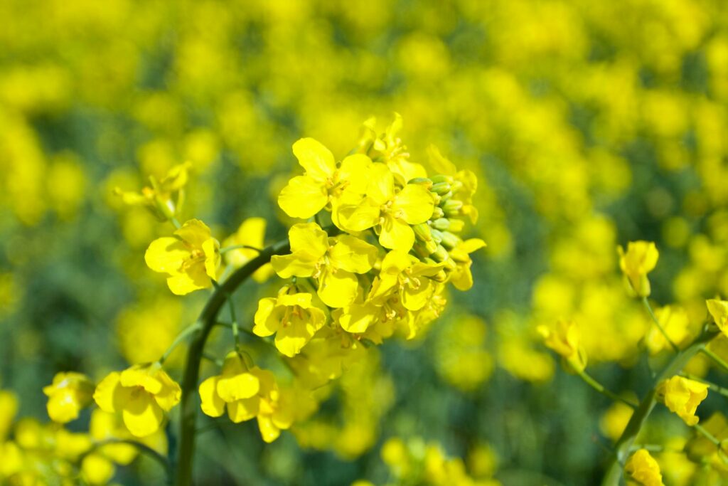 colza pexels alan kabes 364775148 32224296