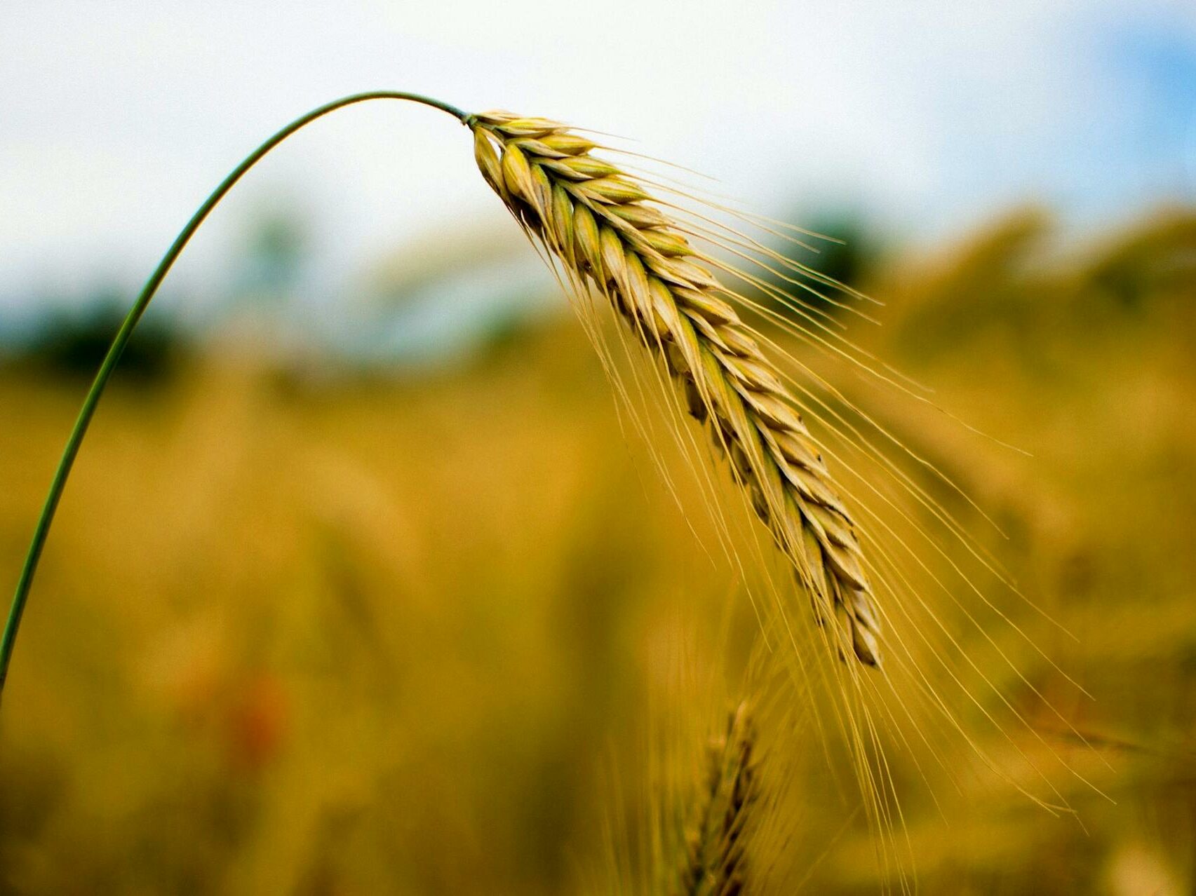 ico cereales pexels pixabay 162870