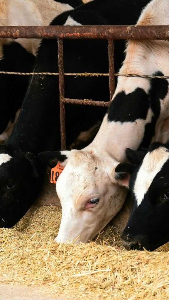 pexels cristian rojas 10041325