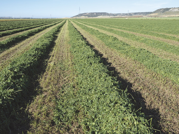 Campaña de Forrajes 2026-2027