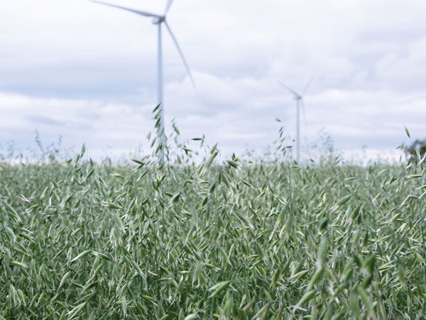 La avena, un cultivo de presente y de futuro