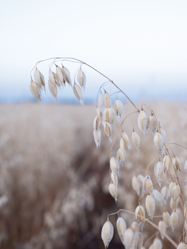 Contratos de Avena. Campaña 2026-2027