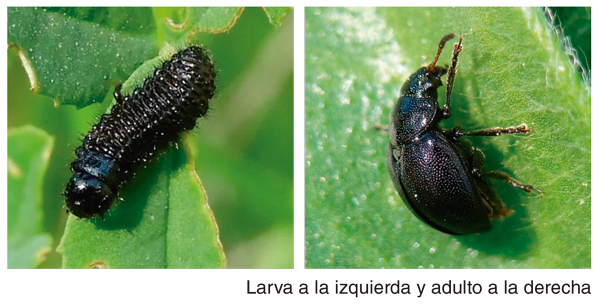 Cuidado con la cuca en la alfalfa