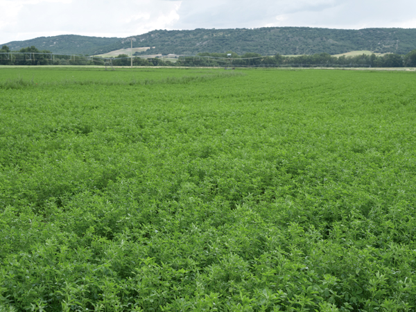 cultivo alfalfa
