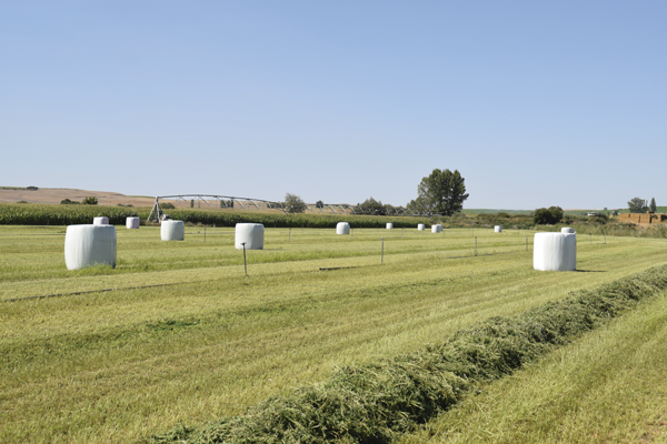 Ensilados de primavera de máxima calidad