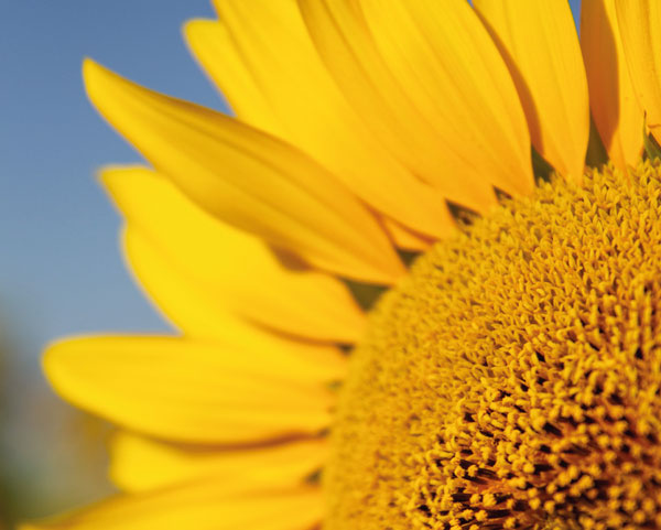 Resultados de los campos de ensayo de girasol de la cooperativa