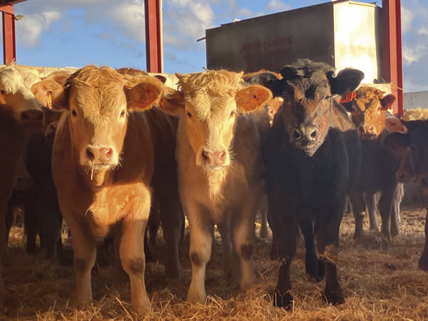 Pienso de calidad y aporte de agua adecuado