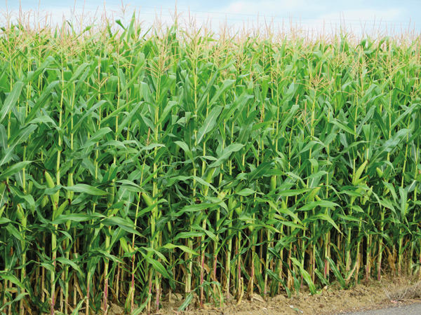 El maíz no tiene techo