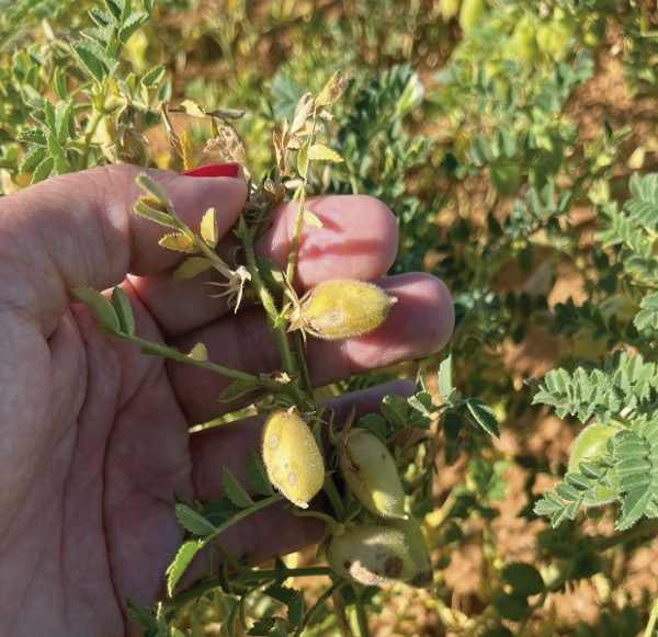 Mi garbanzo tiene rabia
