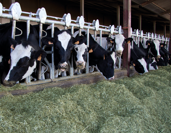 Fibra y forraje: el motor del rumen en cualquier fase productiva Fibra y forraje: el motor del rumen en cualquier fase productiva
