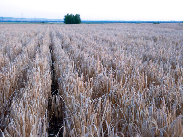 Ideas para optimizar la fertilización del cereal y corregir algunos errores fatales