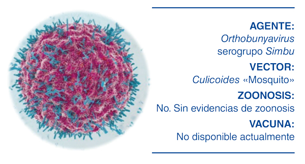 Shamonda: un nuevo virus transmitido por «mosquitos» que debemos vigilar Shamonda: un nuevo virus transmitido por «mosquitos» que debemos vigilar